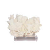 Rugosa Coral On Acrylic Base - 3 Sizes