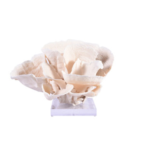 Cup Coral On Acrylic Base - 3 Sizes