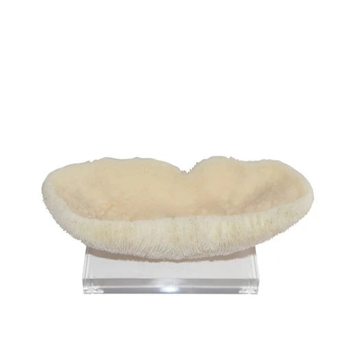 Feather Peanut Coral On Acrylic Base - 2 Sizes