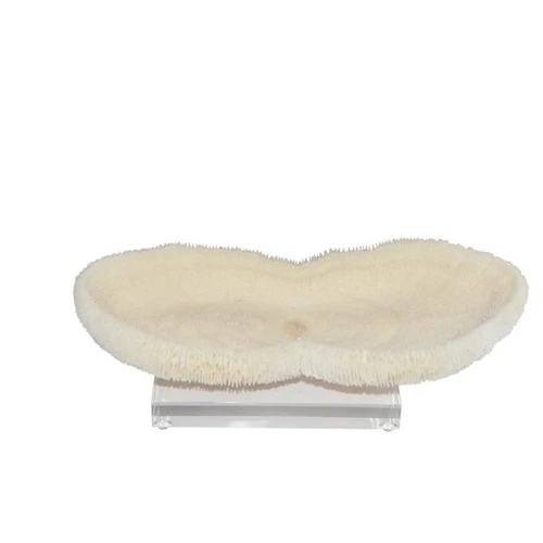 Feather Peanut Coral On Acrylic Base - 2 Sizes