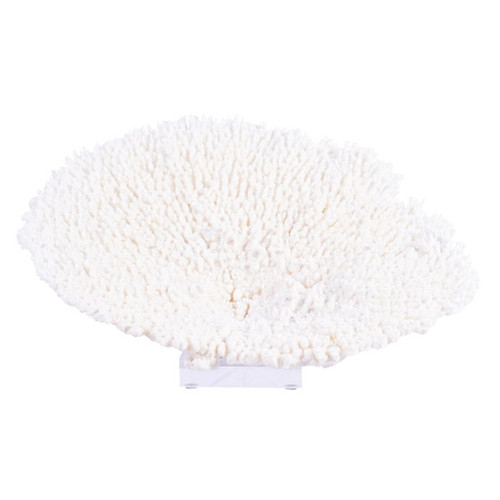 Table Coral Special On Acrylic Base - 3 Sizes