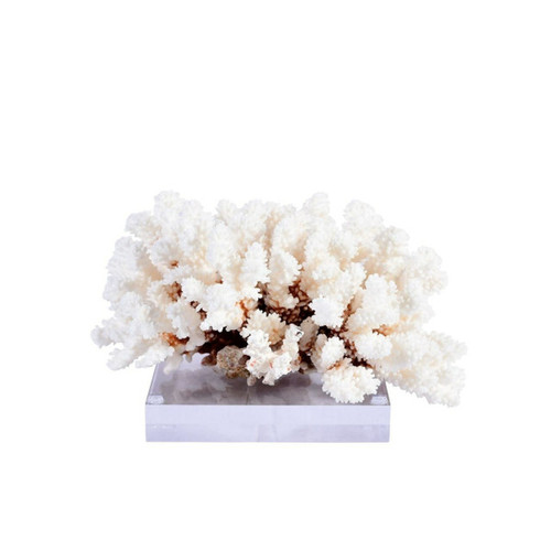 Brownstem Coral On Acrylic Base - 3 Sizes