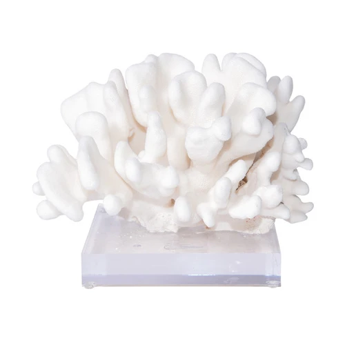 Elkhorn Coral On Acrylic Base - 3 Sizes