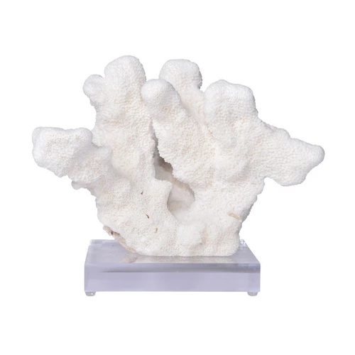 Cats Paw Coral On Acrylic Base - 3 Sizes
