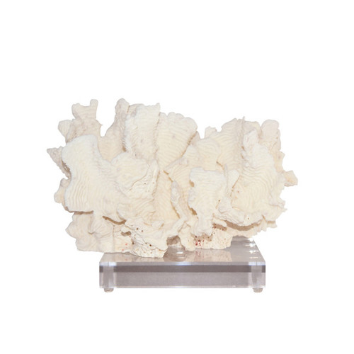 Rugosa Coral On Acrylic Base - 3 Sizes