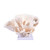 Cup Coral On Acrylic Base - 3 Sizes