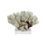 Brownstem Coral On Acrylic Base - 3 Sizes