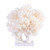 Birdsnest Coral Creation On Acrylic Base S