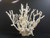 Octopus Coral Creation On Acrylic Base