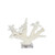 Branch Coral On Acrylic Base - 4 Sizes