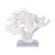 Branch Coral On Acrylic Base - 4 Sizes