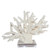 Staghorn Coral 17 Inch +