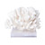 Elkhorn Coral On Acrylic Base - 3 Sizes