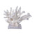 Staghorn Coral On Acrylic Base - 3 Sizes