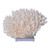 Table Coral On Acrylic Base - 3 Sizes
