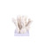 Cats Paw Coral On Acrylic Base - 3 Sizes