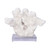 Cats Paw Coral On Acrylic Base - 3 Sizes