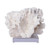 Rugosa Coral On Acrylic Base - 3 Sizes