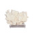 Rugosa Coral On Acrylic Base - 3 Sizes