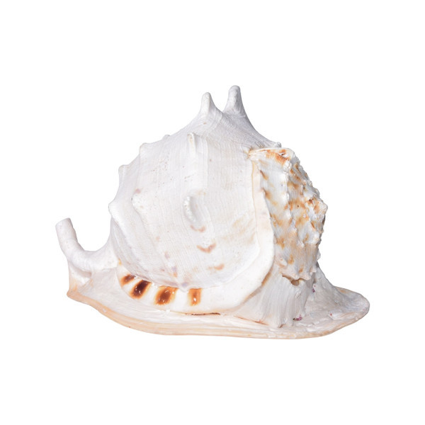 Horned Hemet - 2 Sizes