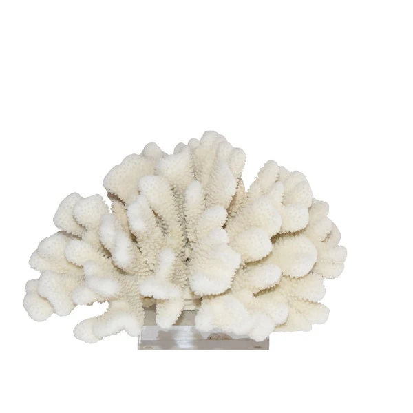 Cauliflower Coral 15Inch + On Acrylic Base
