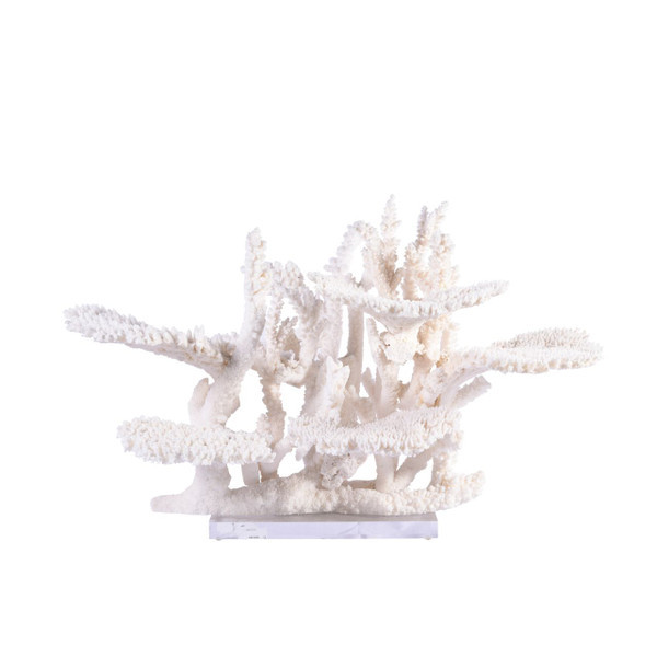 Table Reef Coral Creation On Acrylic Base