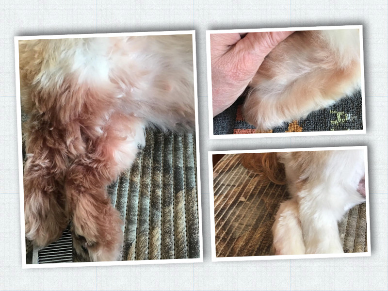 BRIGHTWORKSBG All breed dog grooming supplies