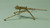 MW-A7217 1/72 Mini World Browning, M2 Cal .50 Heavy Barrel, Flexible Mount Tripod MMD Squadron