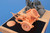 CMK-129-8069 1/48 CMK 60 cm Flak Scheinwerfer (Flak Sw-36) mit Sd.Ah.51 / Sv?tlom  MMD Squadron