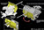 DML6711 1/35 Dragon Sd.Kfz.10/4 fur 2cm FlaK 30 w/AMMO TRAILER  MMD Squadron DML6711 1/35 Dragon Sd.Kfz.10/4 fur 2cm FlaK 30 w/AMMO TRAILER  MMD Squadron