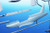 CMK-100-SH48215 1/48 Special Hobby SIAI-Marchetti SF-260EA/D/EU Late Bulged Canopy Type  100-SH48215 MMD Squadron CMK-100-SH48215 1/48 Special Hobby SIAI-Marchetti SF-260EA/D/EU Late Bulged Canopy Type  100-SH48215 MMD Squadron
