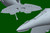 TRP5845 1/48 Trumpeter Buccaneer S.2D - MMD Squadron