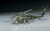 HSG00437 1/72 Hasegawa HH-60D NIGHT HAWK  MMD Squadron