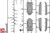 DRM3206 1/32 DRAMi BF110D-3 German Long Ranger Heavy Fighter - PREORDER DM3206 MMD Squadron