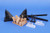  1/48 Planet Models Renard R.31 Belgian Recconaissance Plane 