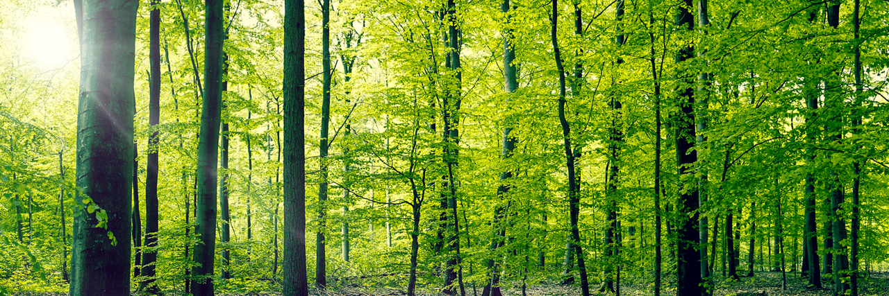 Sunlit forest