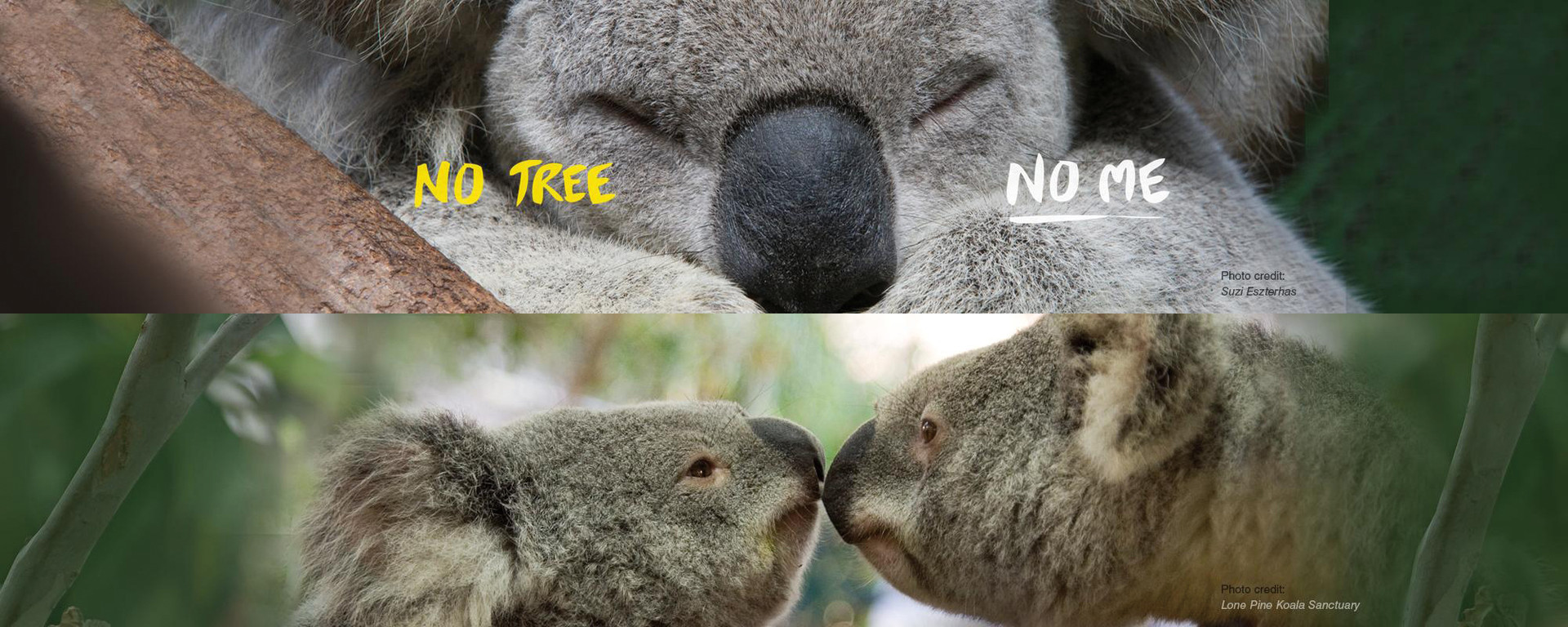 Koala Grip the best sports grip available on the market