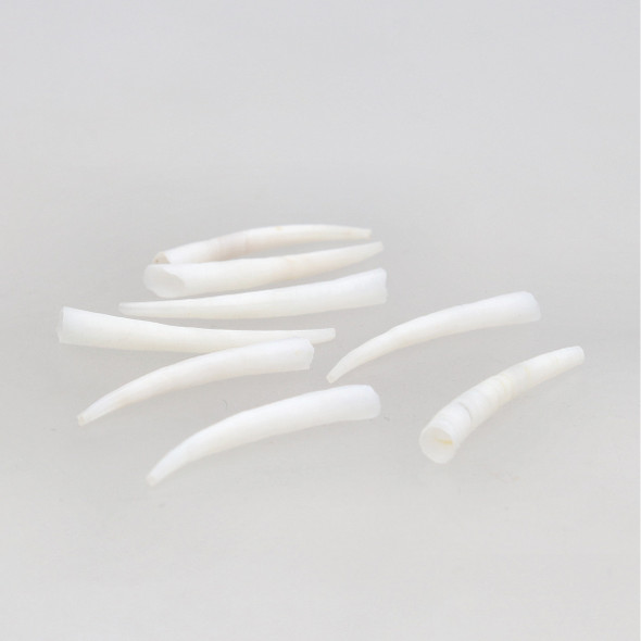 Dentalium Smooth White 0.75-1 Inch 100 Pieces Per Bag
