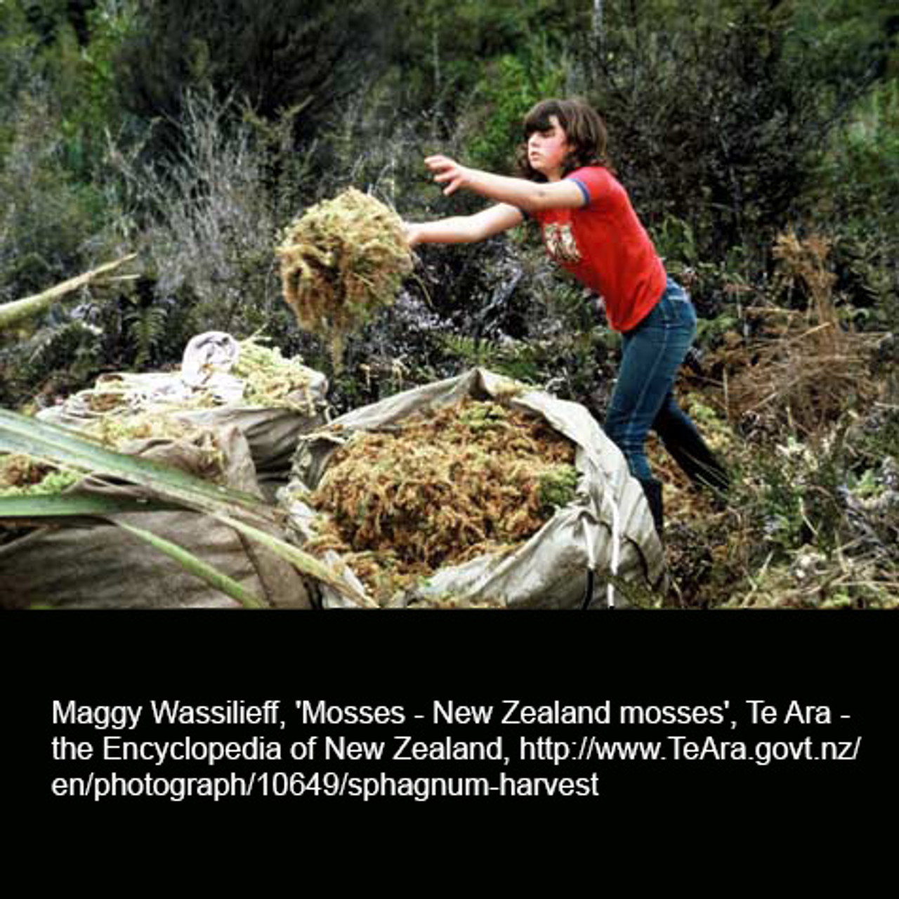 Spagmoss Premium New Zealand Sphagnum Moss AA Grade (100 Gram) 