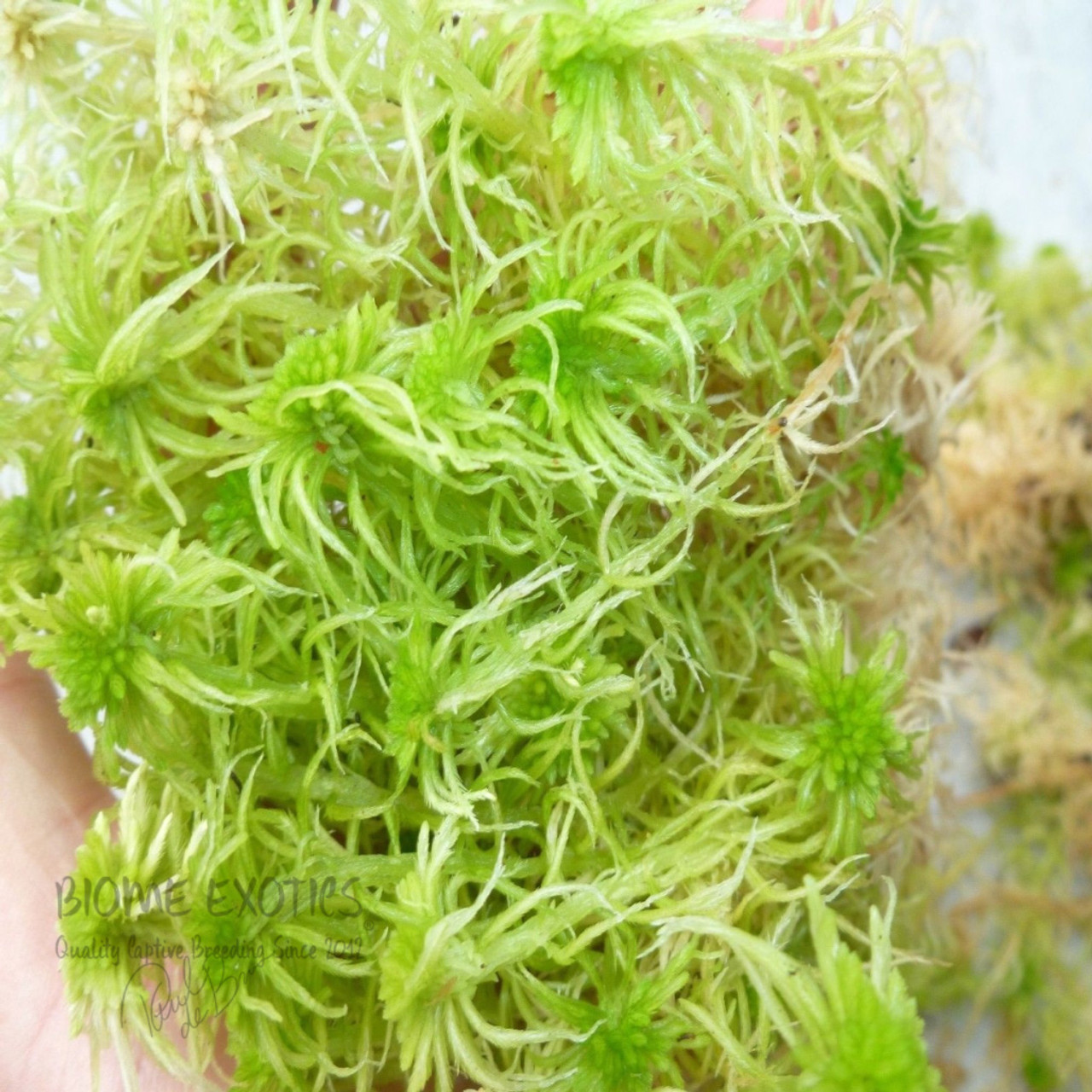 Besgrow Spagmoss 500g Premier New Zealand Sphagnum Moss – Rare