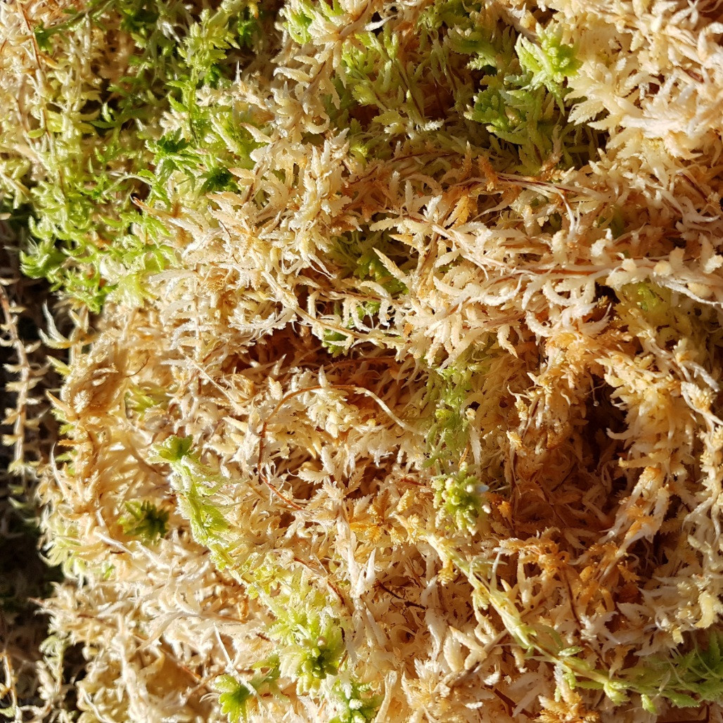 One Mile Moss AAA – New Zealand Sphagnum Cristatum (Best Seller)