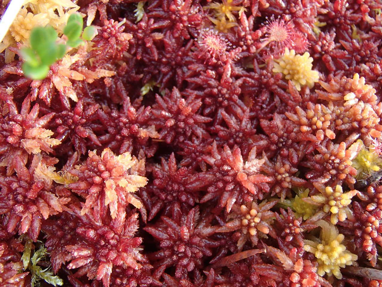 Sphagnum Moss Fisheye View - Peak District