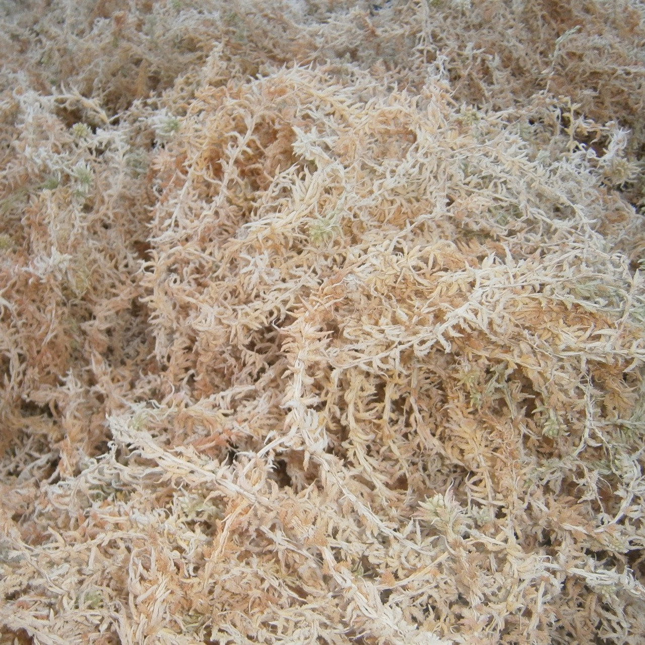 Dry Sphagnum Moss-Bulk 140343 – FittoniaMania