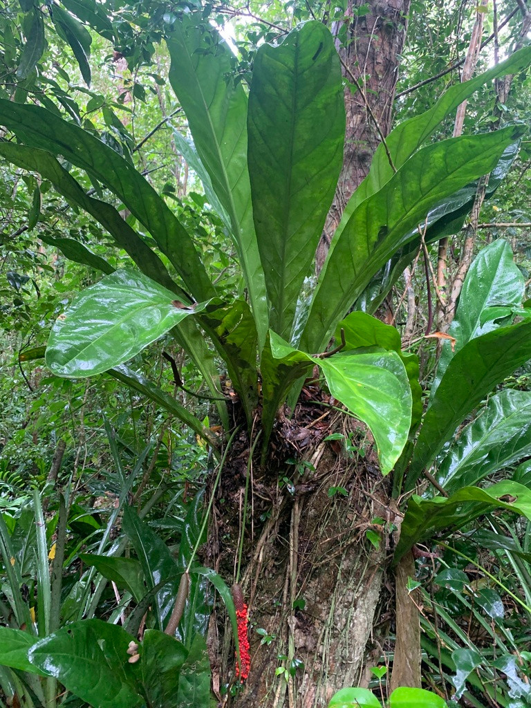 Dried Anthurium Leaves (Anthurium crenatum)  Natural Leaf Litter for  Reptile & Amphibian Habitats (20g) | Biome Exotics