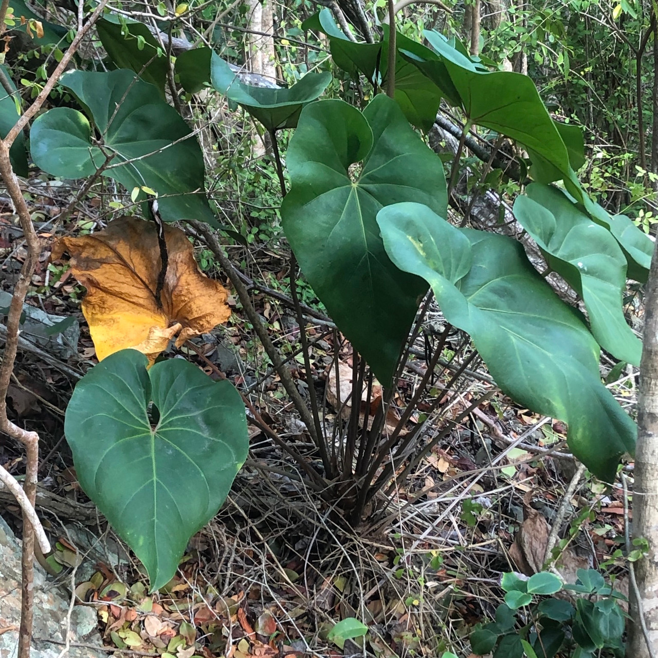 Dried Anthurium Leaves (Anthurium cordatum)  Natural Leaf Litter for  Reptile & Amphibian Habitats (20g) | Biome Exotics