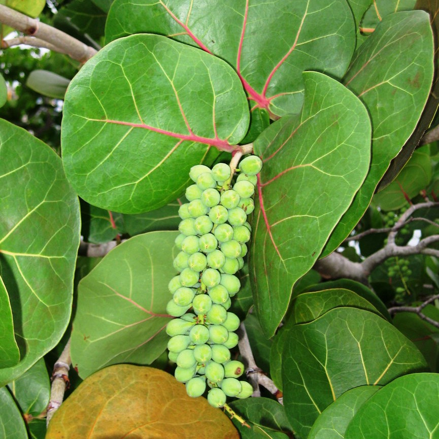 dried-sea-grape-leaves-coccoloba-uvifera-10-leaves-for-reptile