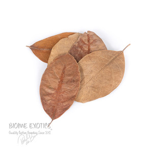 Dried Jackfruit Leaves. (Katahal Leaves). Dried Jackfruit Leaves. (Katahal Leaves).