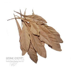 Dried Anthurium Crenatum. Dried Anthurium Crenatum.