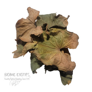 Dried Anthurium C. Leaves. Dried Anthurium C. Leaves.
