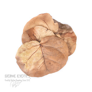 Dried Sea Grape Leaves. Dried Sea Grape Leaves.